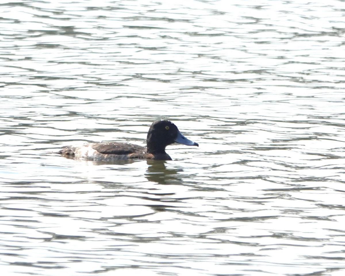 Tufted Duck - ML628027276