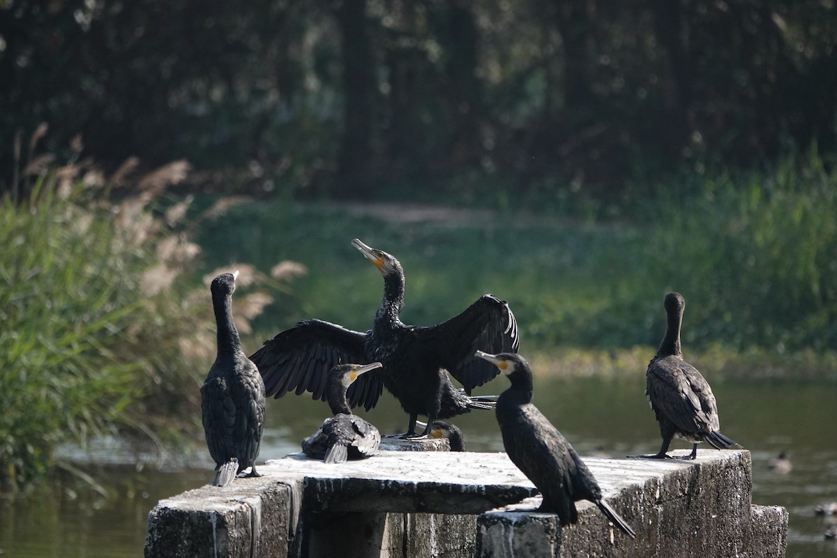 Great Cormorant - ML628027279