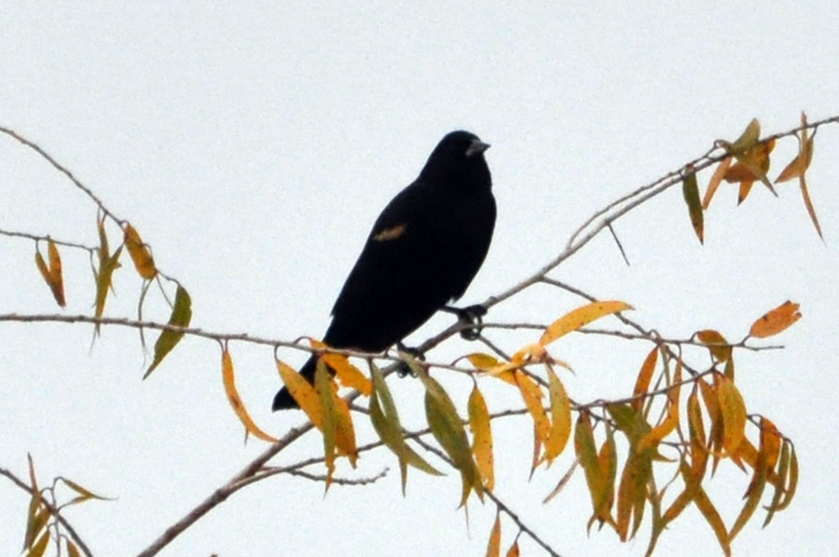 Tricolored Blackbird - ML628027295