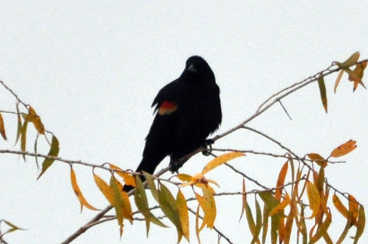 Tricolored Blackbird - ML628027296