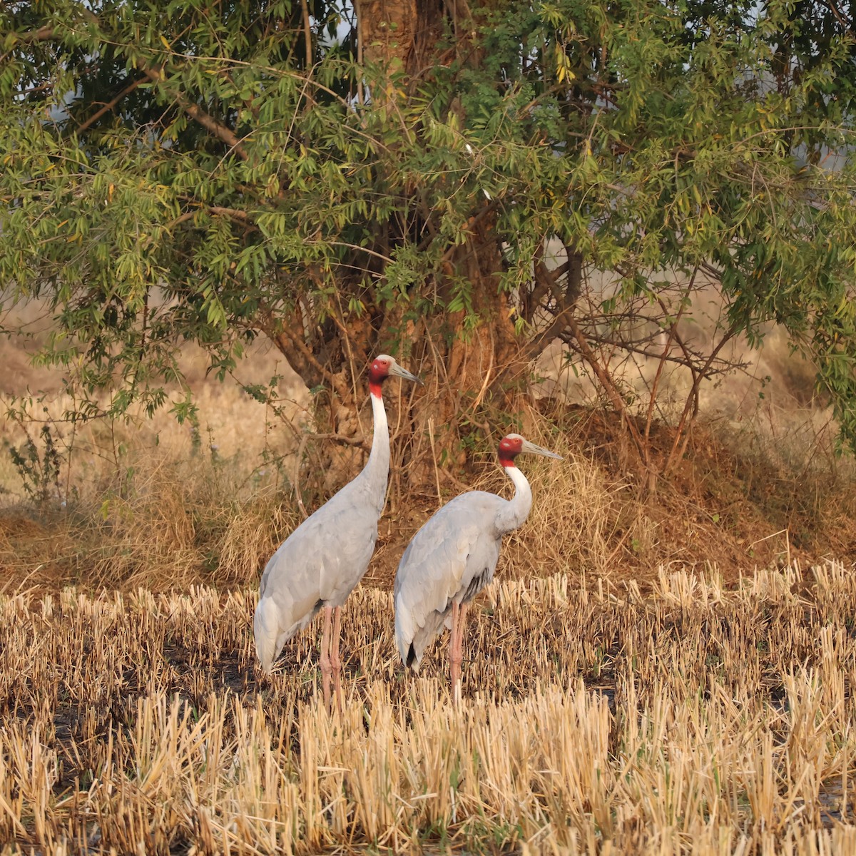 Sarus Crane - ML628027321
