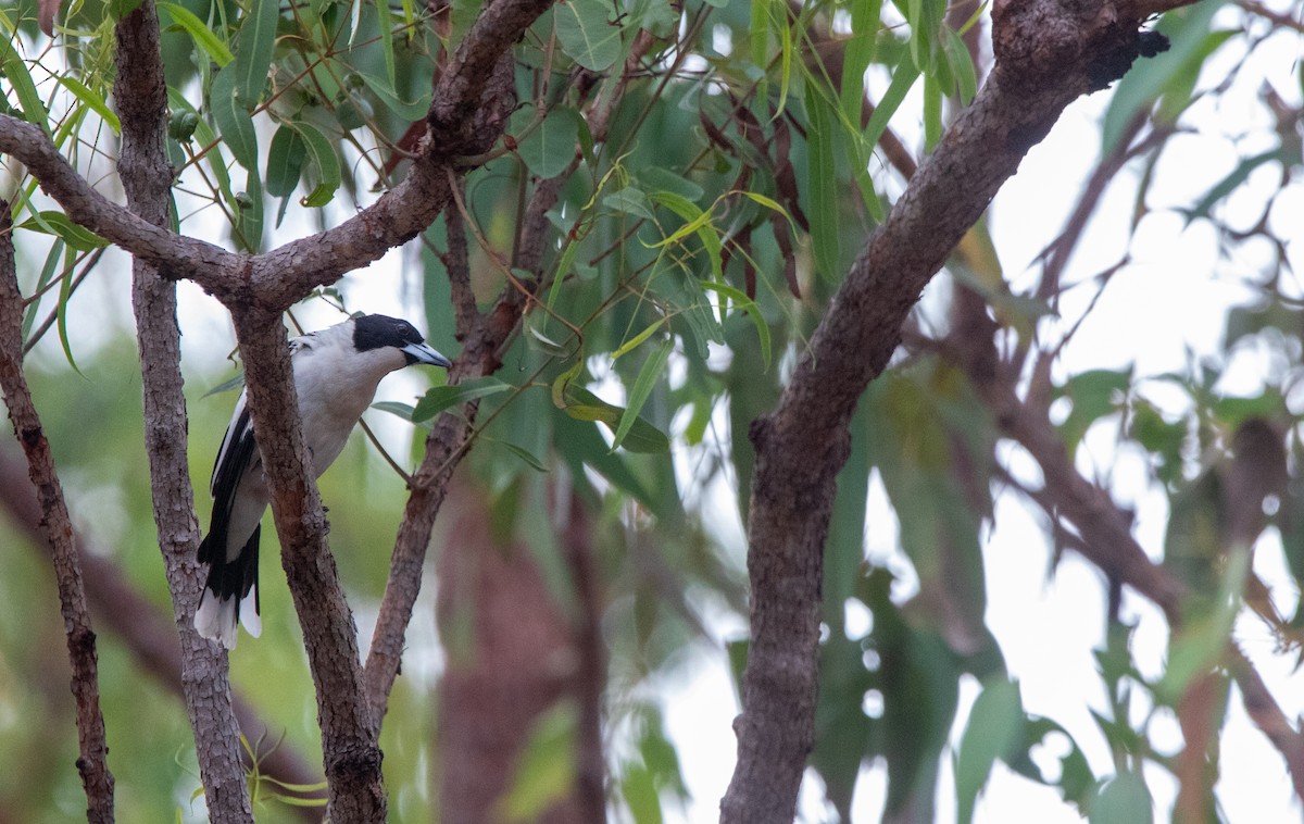 Black-backed Butcherbird - ML628027456