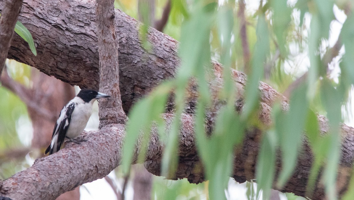 Black-backed Butcherbird - ML628027457