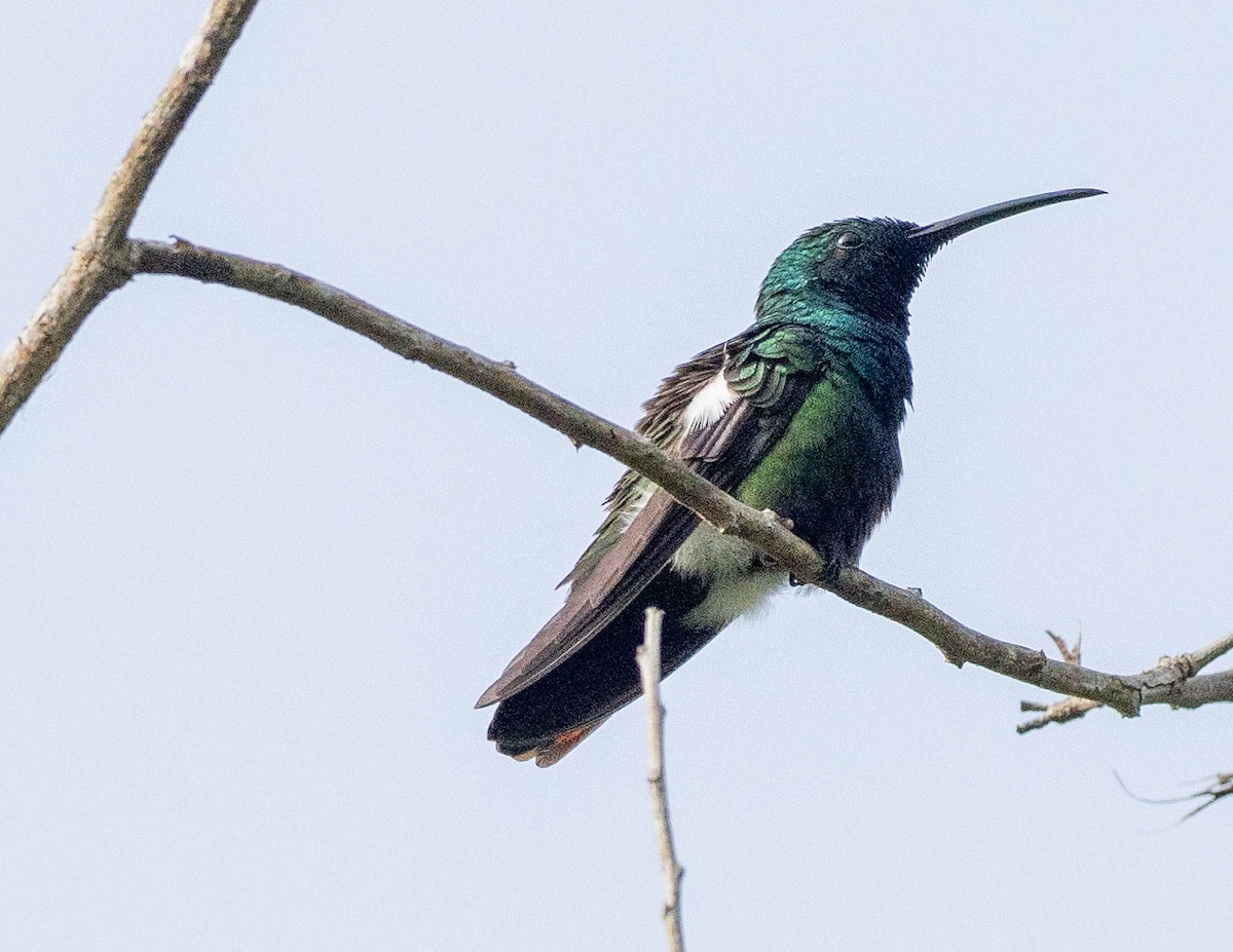 Green-throated Mango - ML628027482