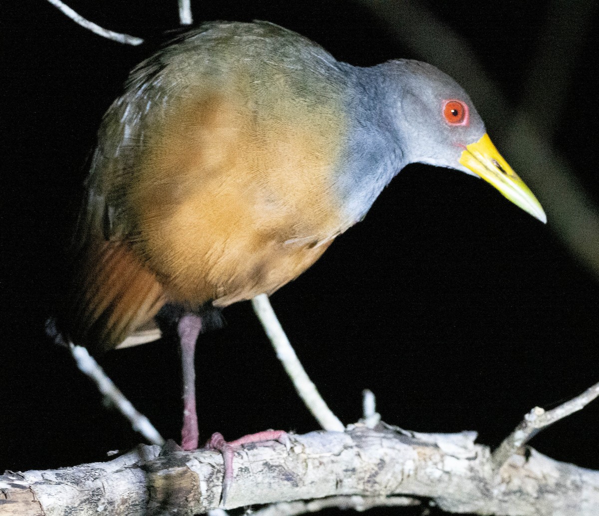 Gray-cowled Wood-Rail - ML628027484