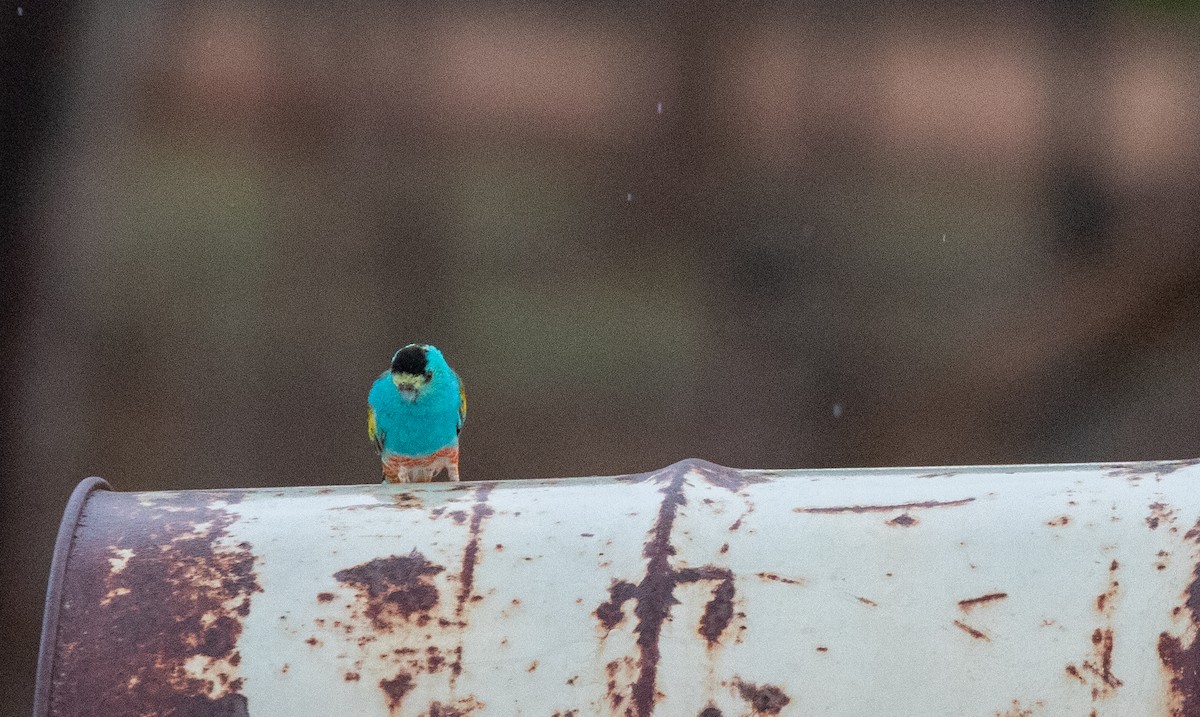 Golden-shouldered Parrot - ML628027485