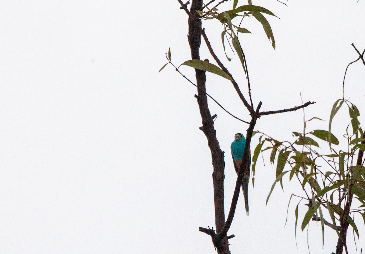 Golden-shouldered Parrot - ML628027486