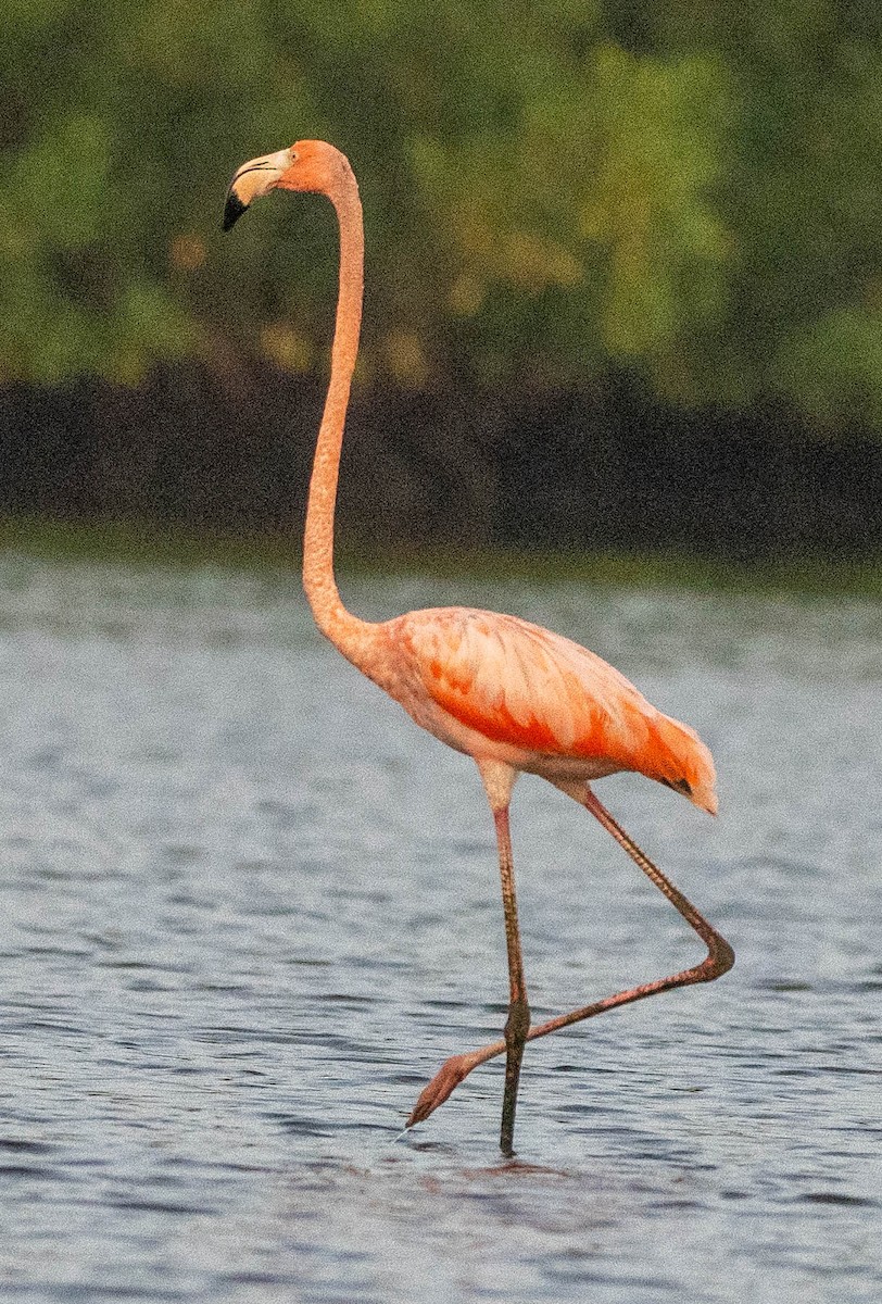 American Flamingo - ML628027490