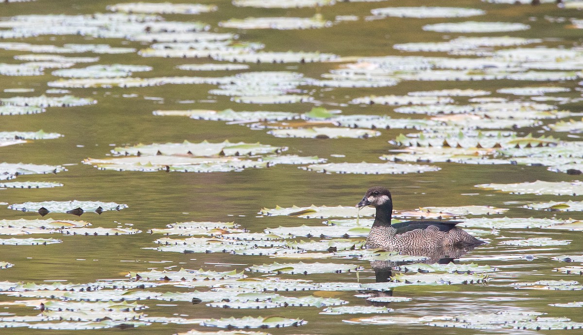 Green Pygmy-Goose - ML628027496