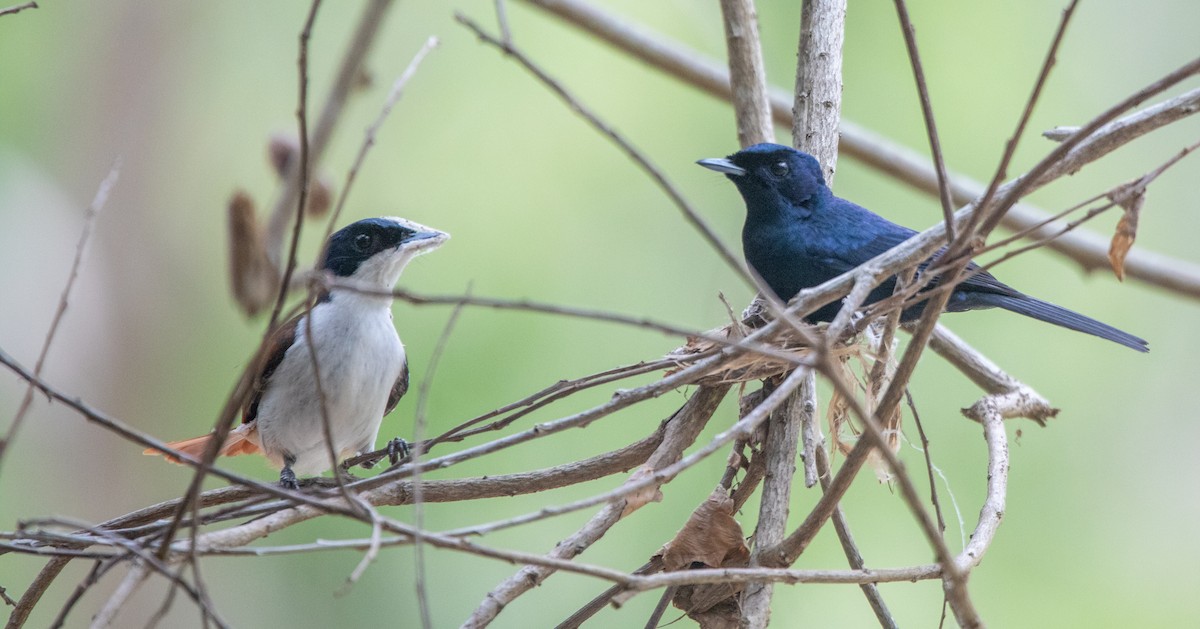 Shining Flycatcher - ML628027497