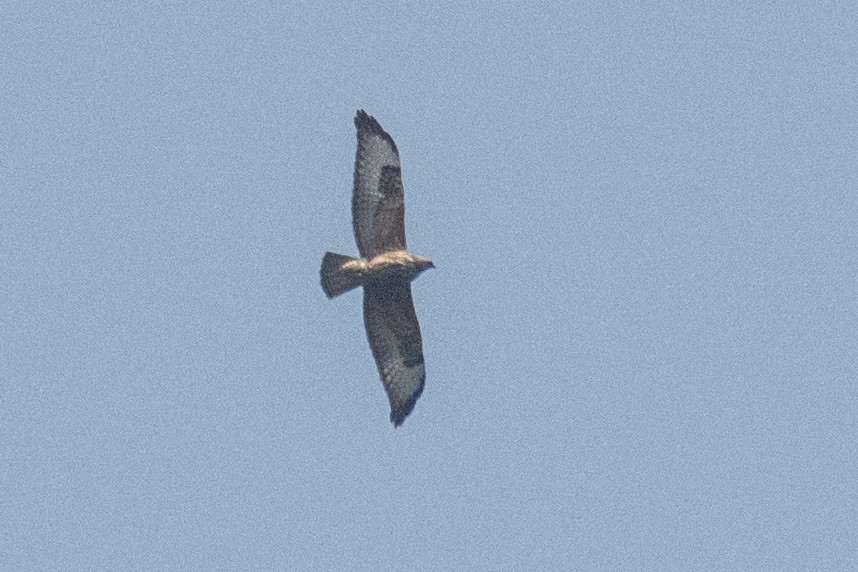 Common Buzzard - ML628027520