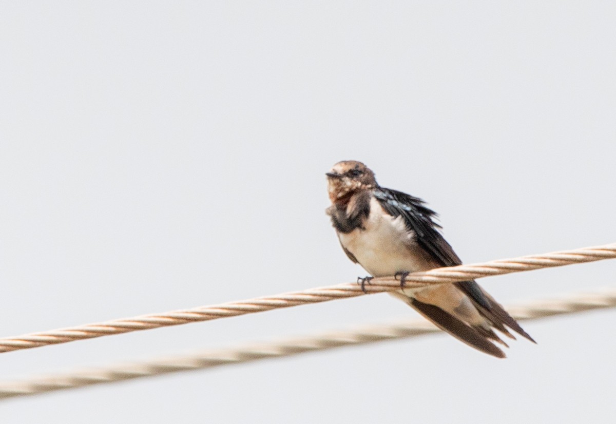 Barn Swallow - ML628027521