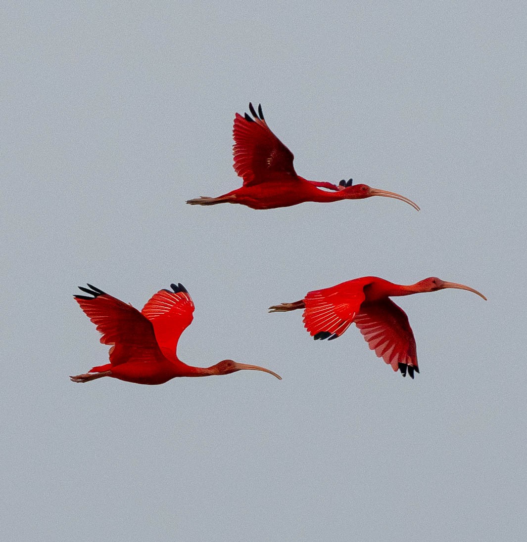 Scarlet Ibis - ML628027547