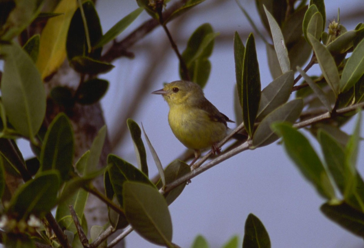 Yellow Warbler (Mangrove) - ML628027549