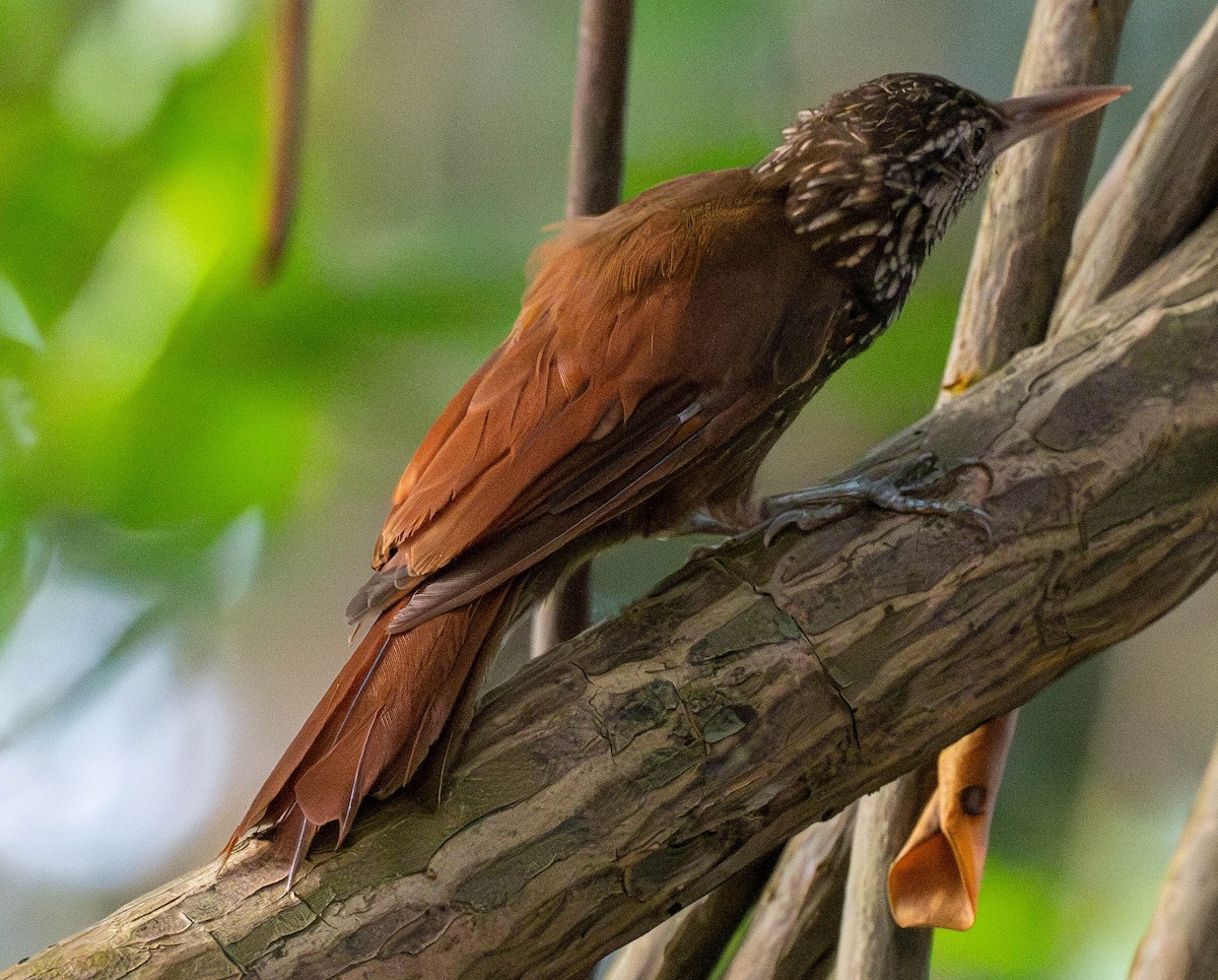 Straight-billed Woodcreeper - ML628027558