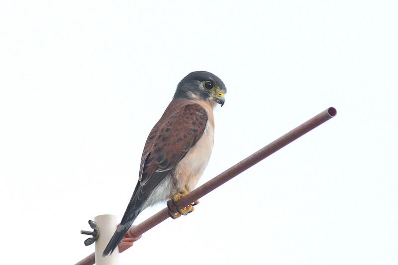 Seychelles Kestrel - ML628027564
