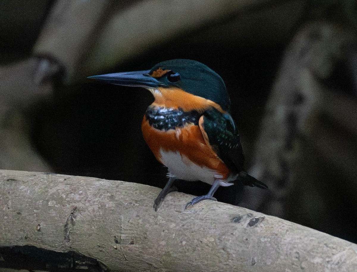 American Pygmy Kingfisher - ML628027575