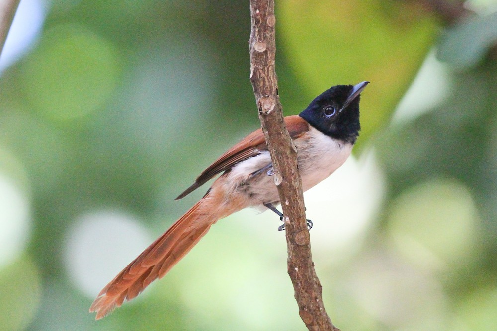 Seychelles Paradise-Flycatcher - ML628027582