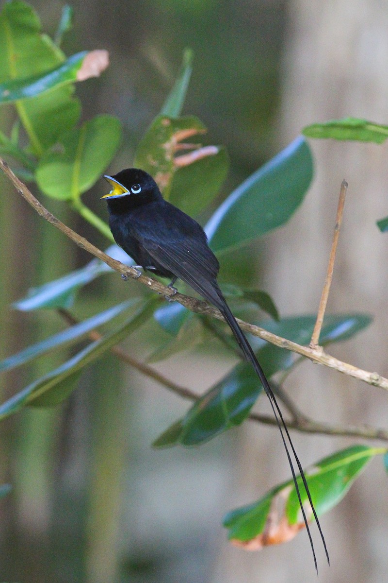 Seychelles Paradise-Flycatcher - ML628027610