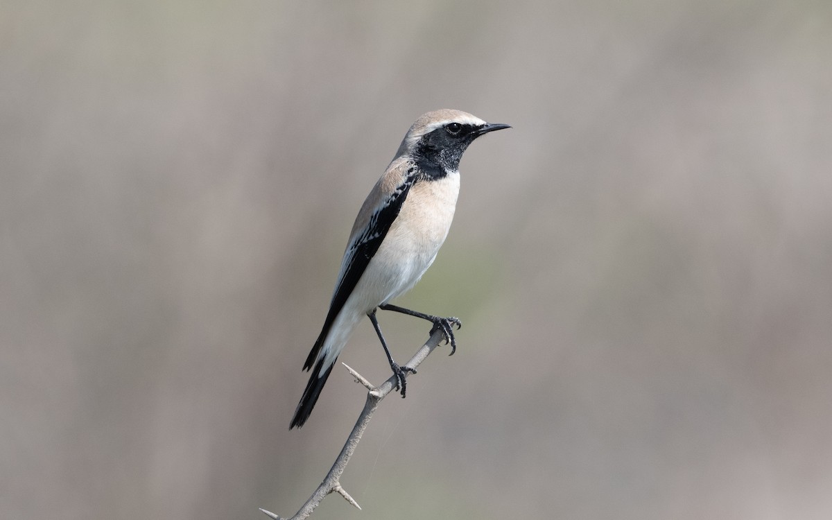 Desert Wheatear - ML628027622