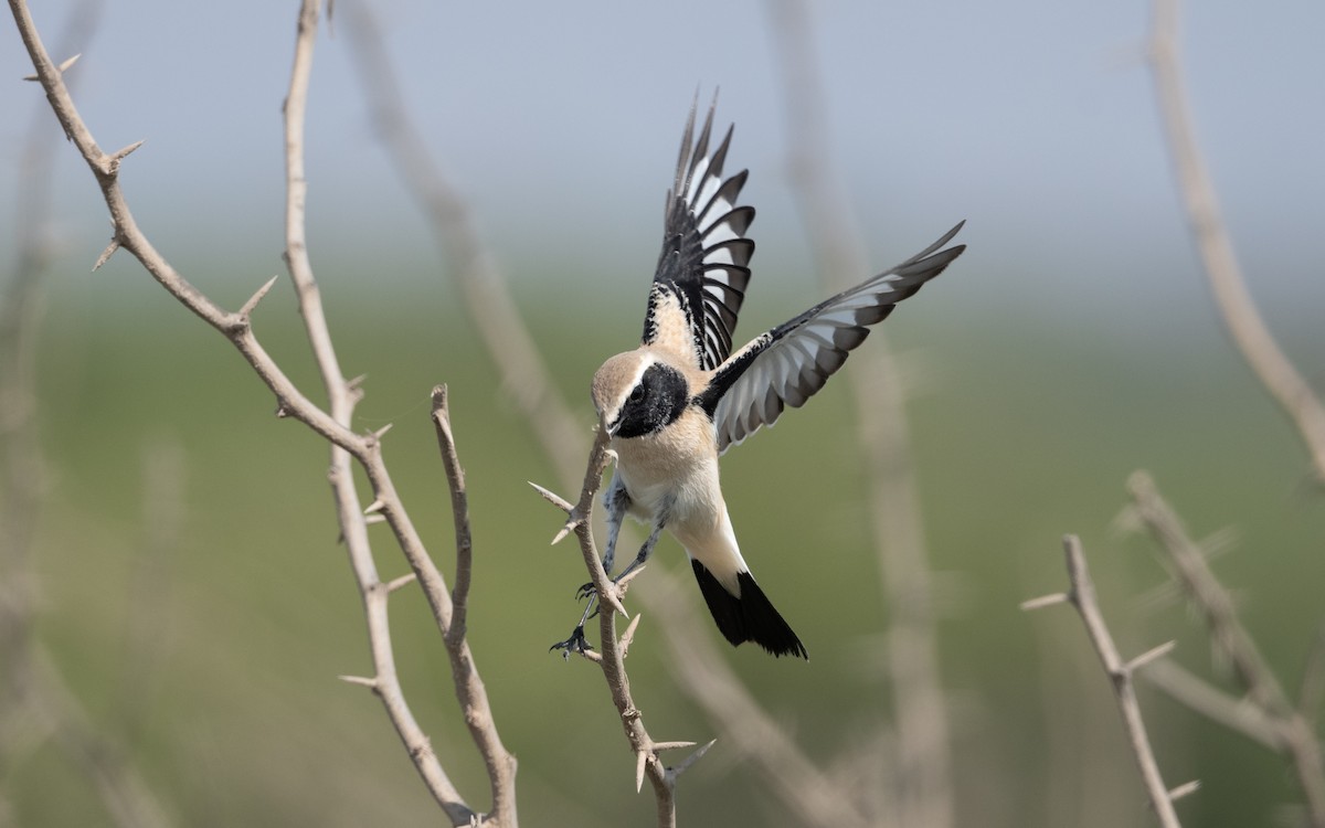 Desert Wheatear - ML628027623