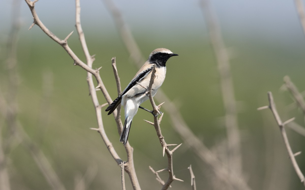 Desert Wheatear - ML628027624