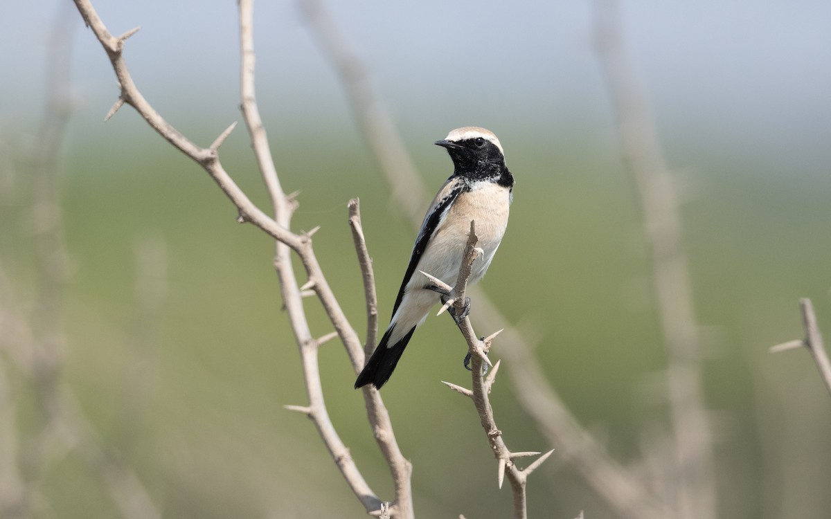 Desert Wheatear - ML628027625