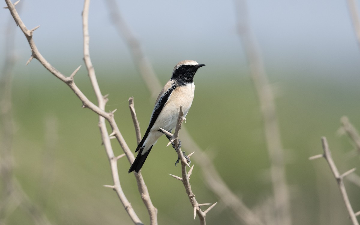 Desert Wheatear - ML628027626