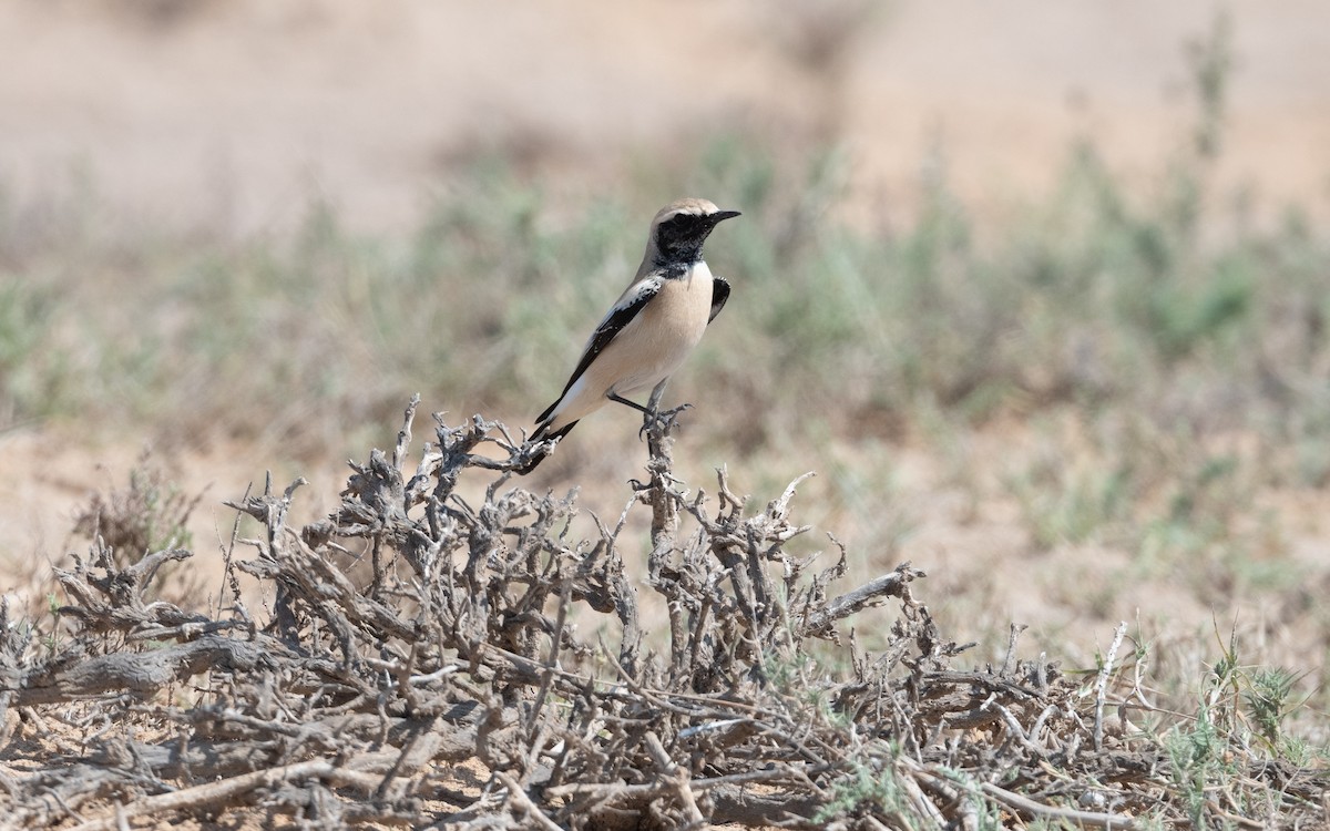 Desert Wheatear - ML628027629