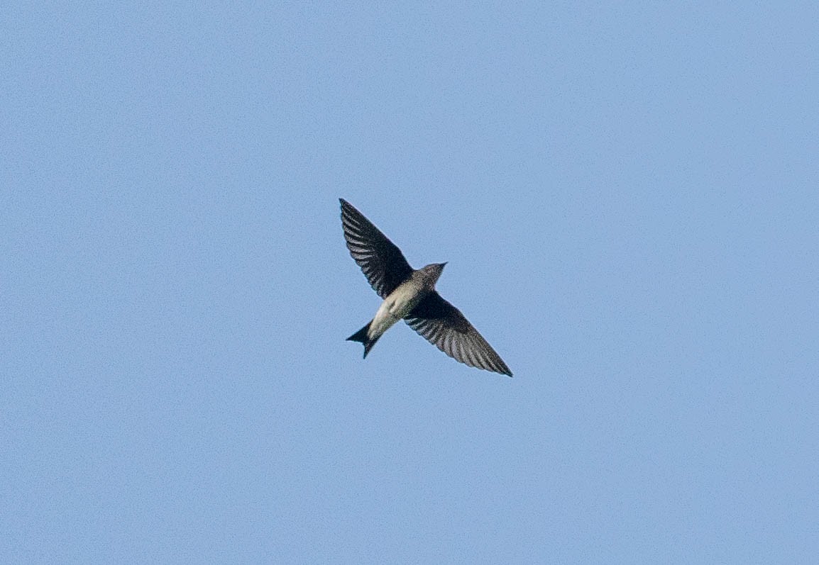 Gray-breasted Martin - ML628027659