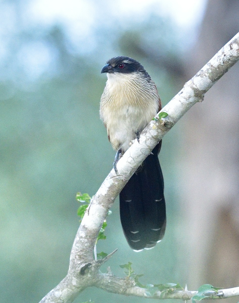 Burchell's Coucal - ML628027672