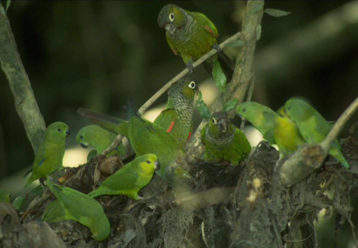 Dusky-billed Parrotlet (Dusky-billed) - ML628027683