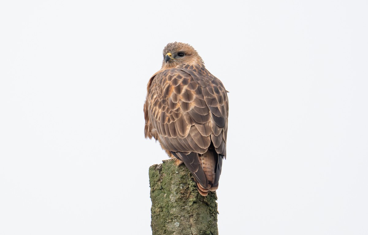 Common Buzzard - ML628027781