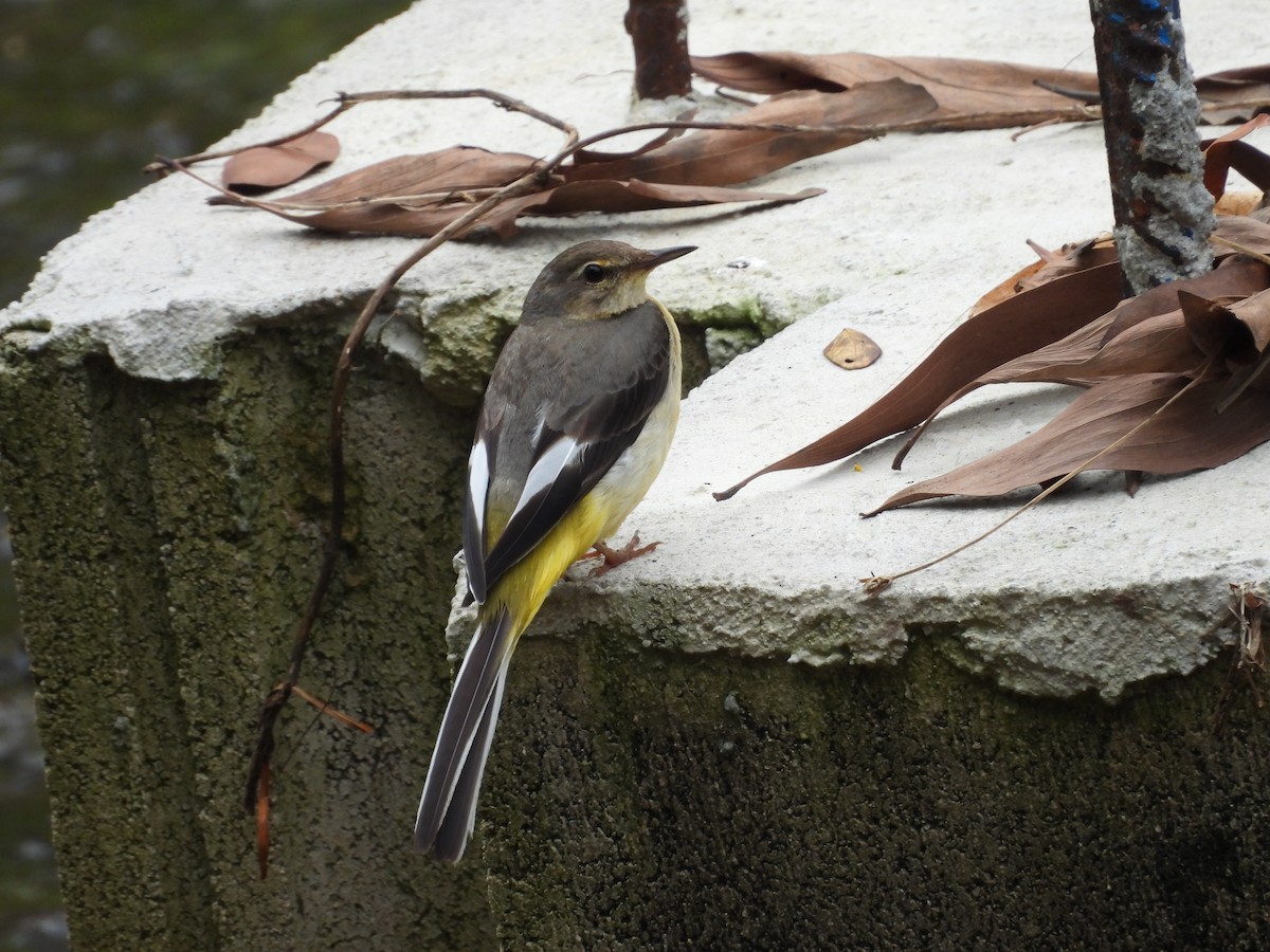 Gray Wagtail - ML628027813