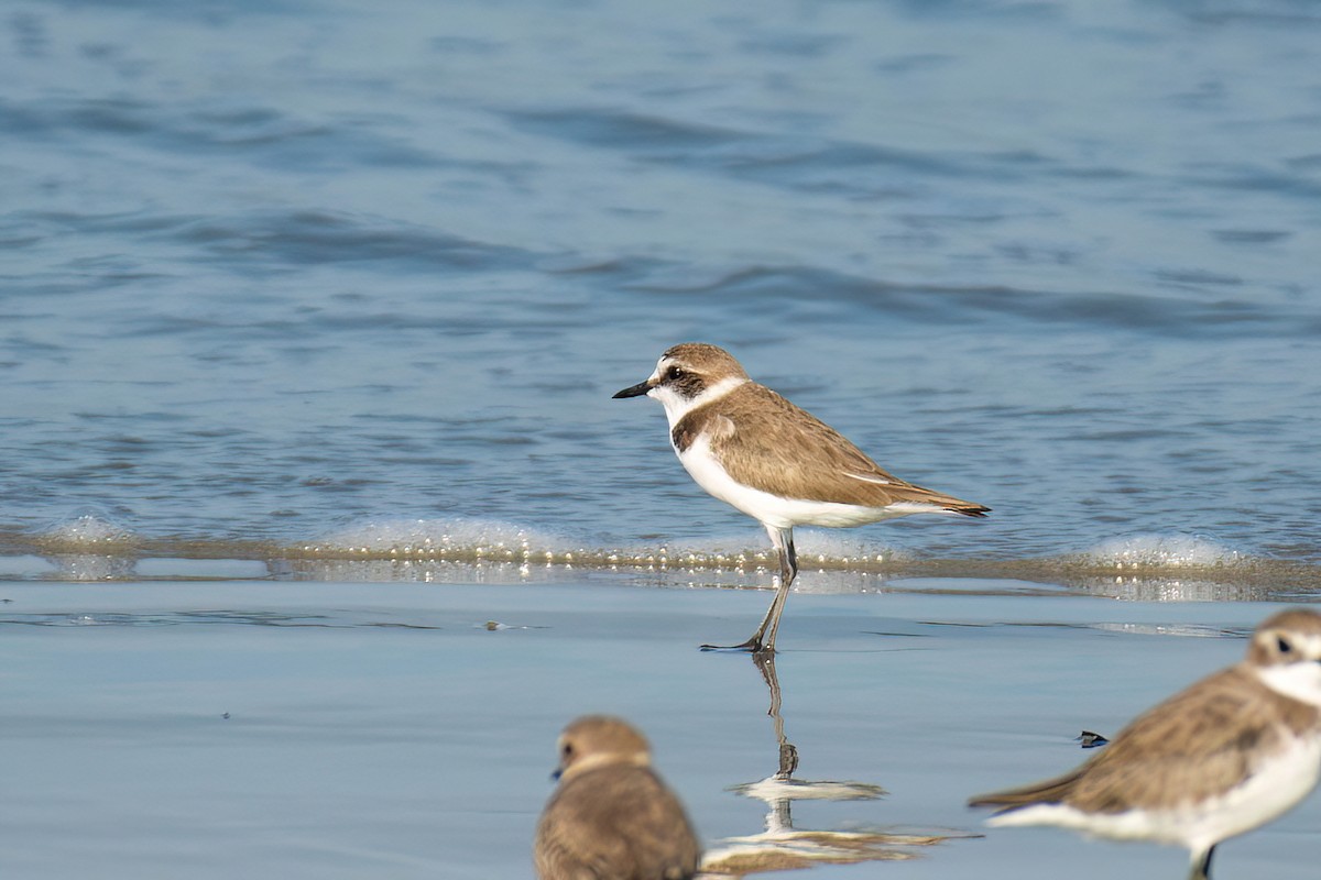 Kentish Plover - ML628027817