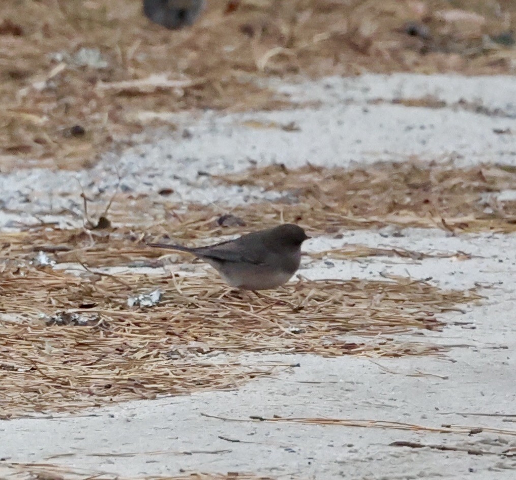 Dark-eyed Junco (Slate-colored) - ML628027832