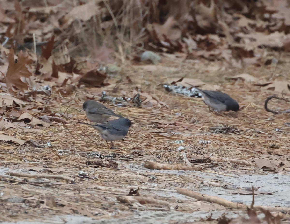 Dark-eyed Junco (Slate-colored) - ML628027834