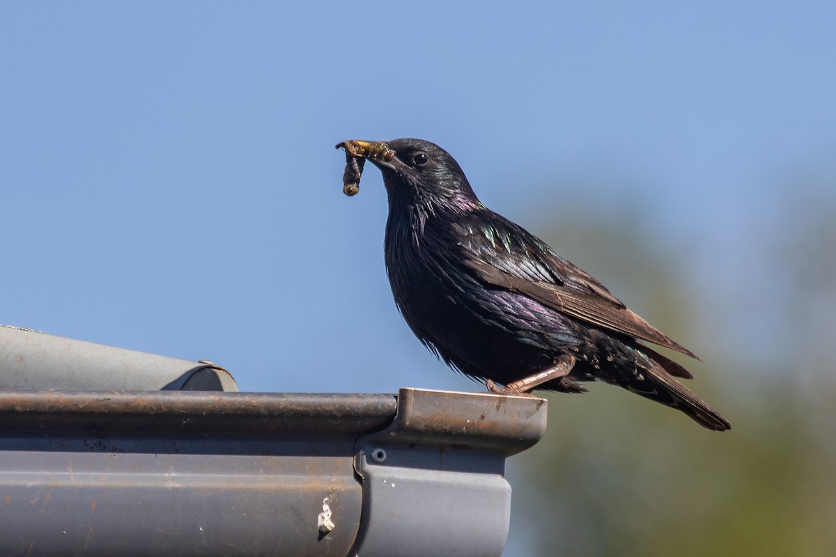 European Starling - ML628027850