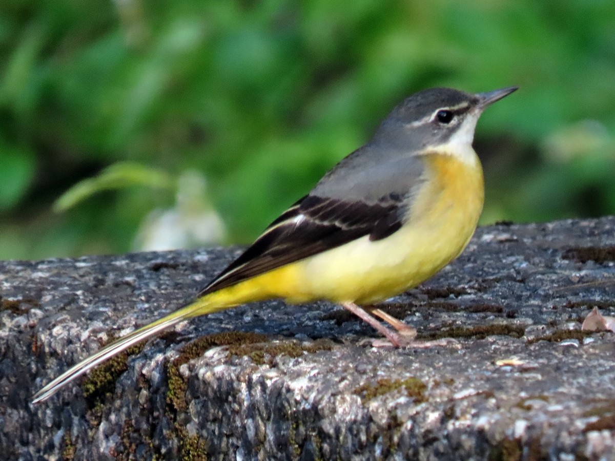 Gray Wagtail - ML628027896