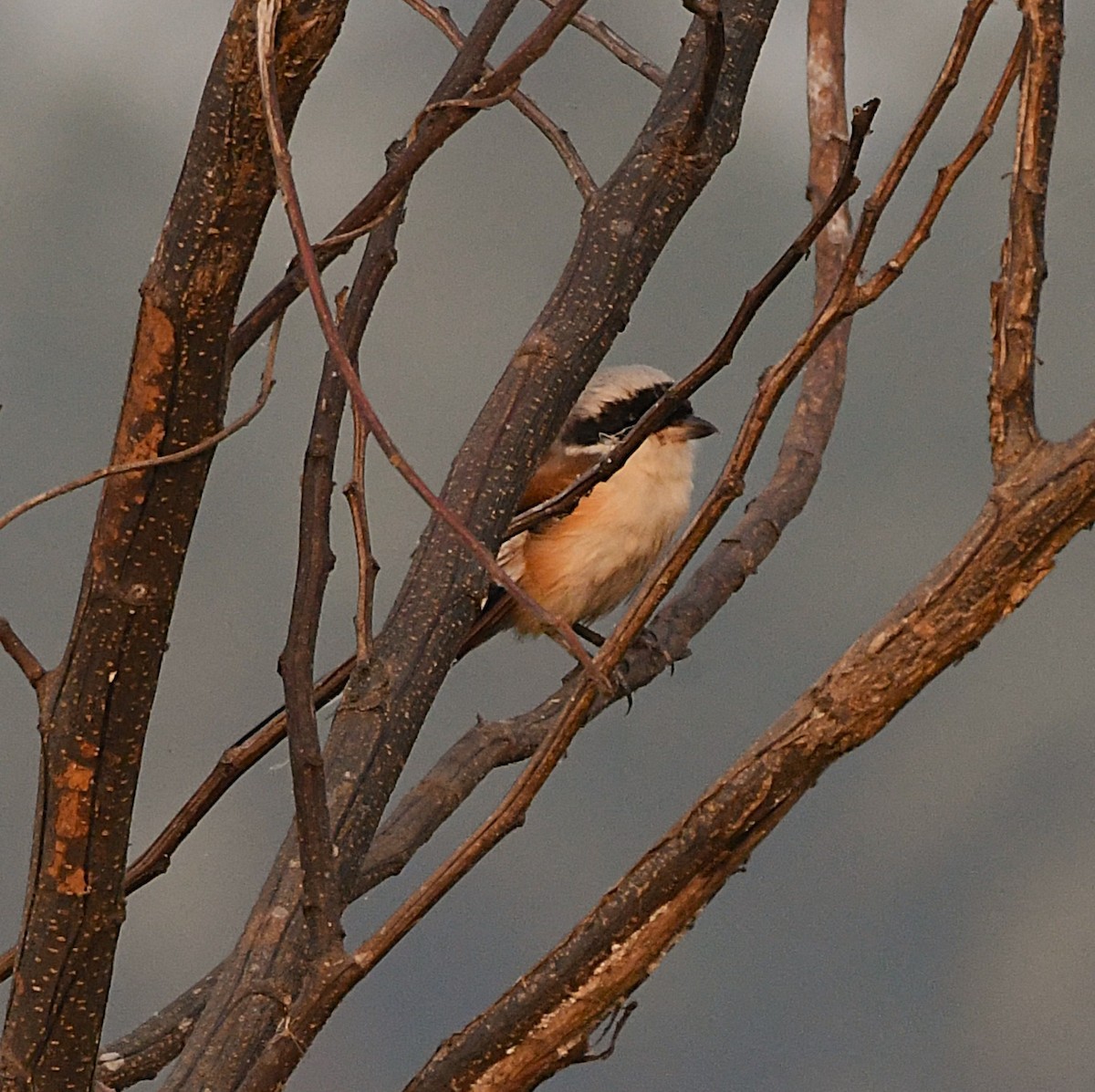 Bay-backed Shrike - ML628027911