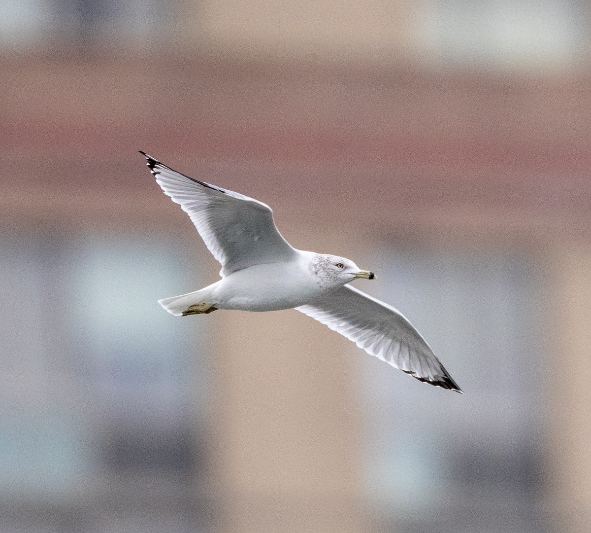 Ring-billed Gull - ML628027930