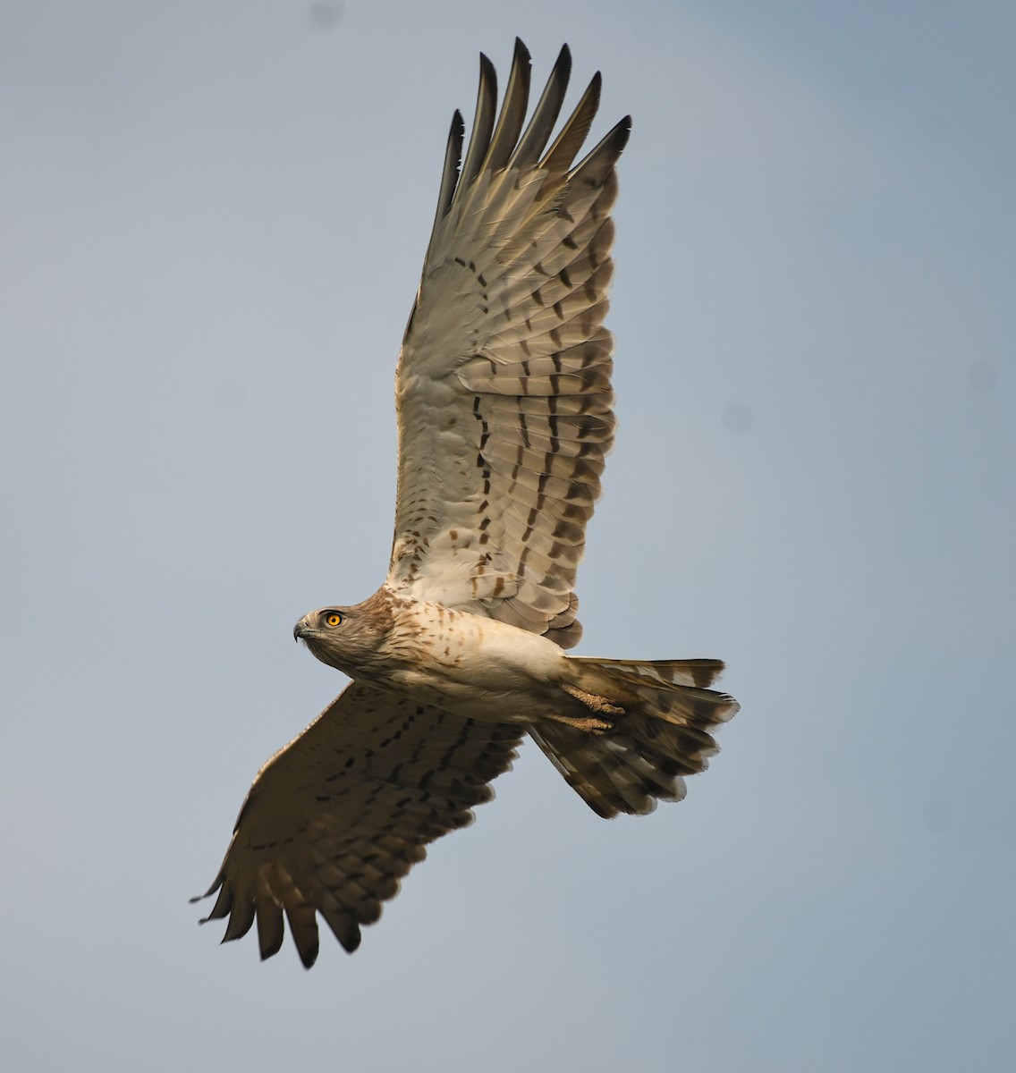 Short-toed Snake-Eagle - ML628027965