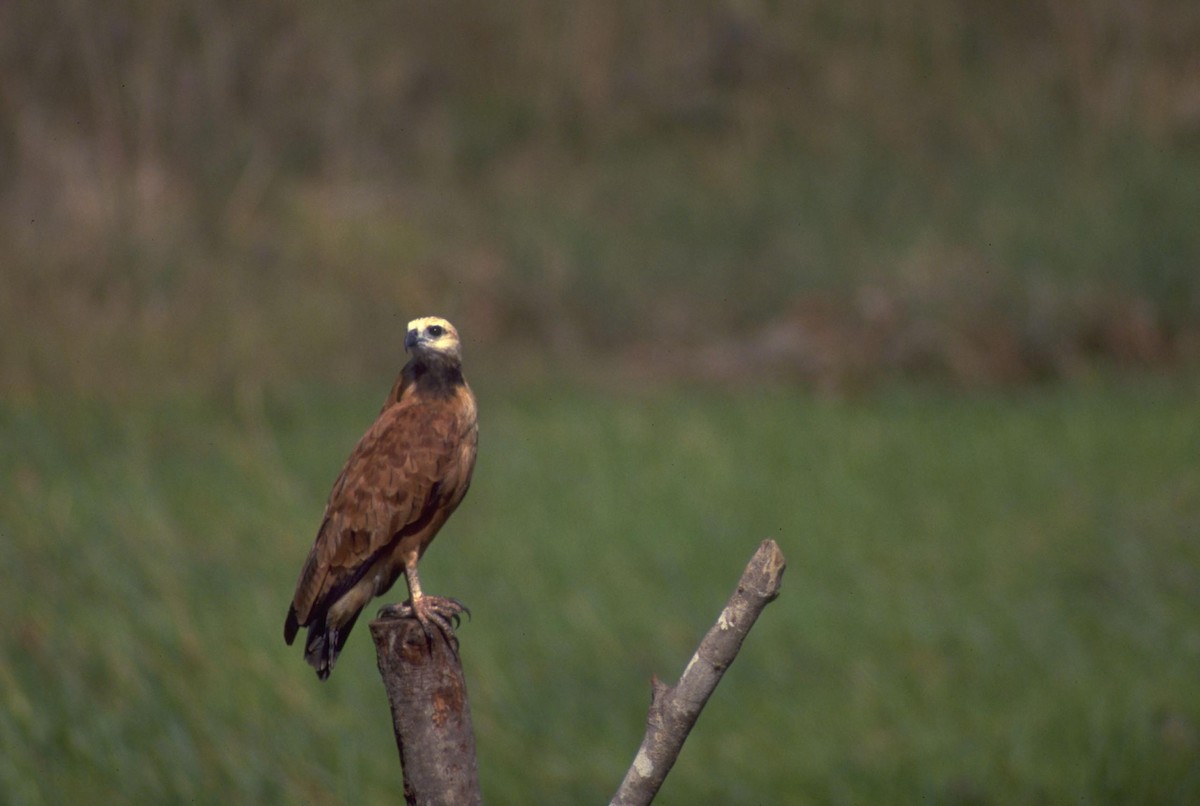 Black-collared Hawk - ML628027991