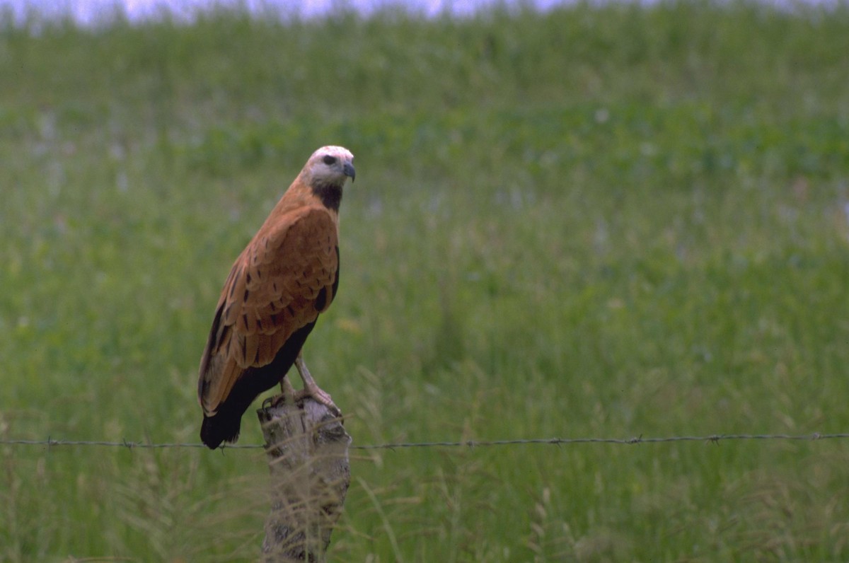 Black-collared Hawk - ML628027992