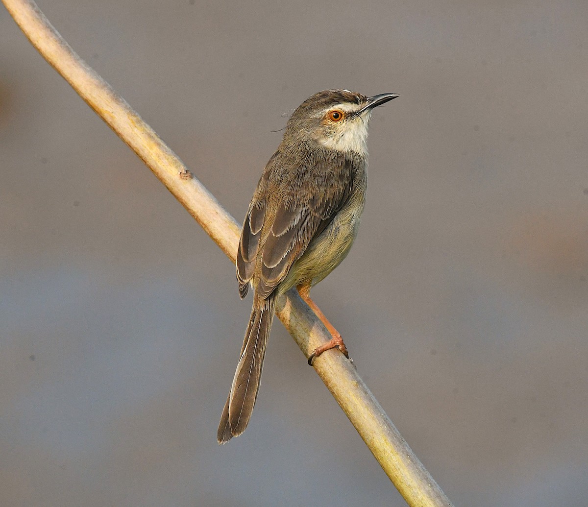 Plain Prinia - ML628028014