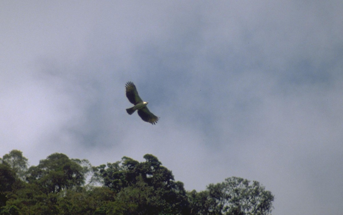 Black-and-chestnut Eagle - ML628028023