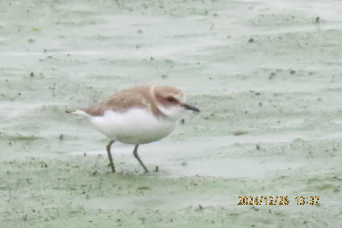 Kentish Plover - ML628028033