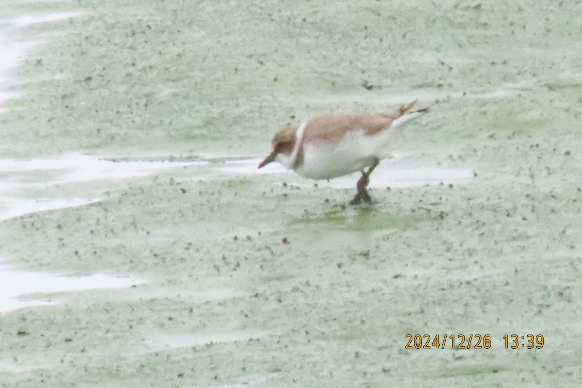 Kentish Plover - ML628028034