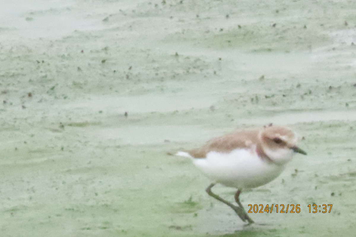 Kentish Plover - ML628028035