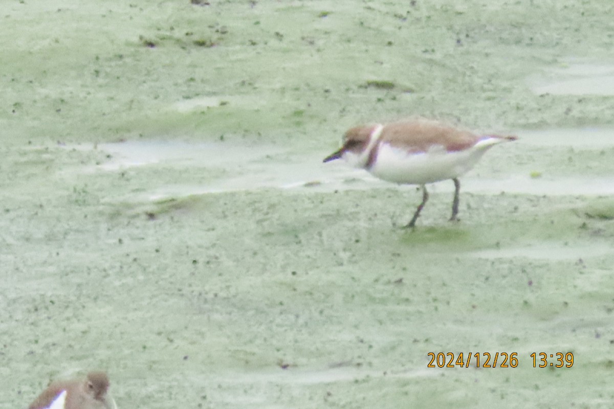 Kentish Plover - ML628028036